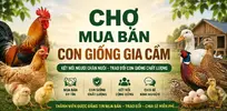 CHỢ MUA BÁN CON GIỐNG GIA CẦM.webp