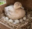 Kỹ thuật ấp trứng vịt Call Duck3.webp