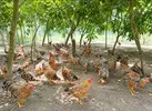 Cách chăm sóc gà ri hoa mơ Tiên Yên.webp
