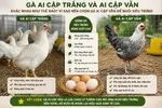 Gà Ai Cập trắng và Ai Cập vằn khác nhau như thế nào.webp