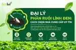 dai-ly-phan-ruoi-linh-den-cach-chon-nha-cung-cap-uy-tin.webp