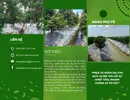 mang-phu-day-sau-rieng.webp