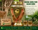 Nhung hươu tươi.webp