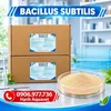 poster subtilis.webp