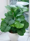 images (1).webp