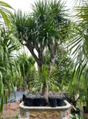 10-mau-cay-canh-san-vuon-dep-de-trong-gia-tot-cho-nha-pho-hien-dai-(3).webp