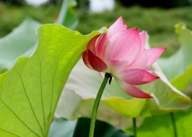 Nông dân miền đông