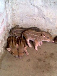 Tây Bắc _ Lào Cai