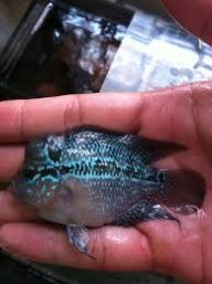 hợp tác mua bán cá tra