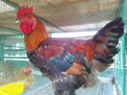 Đỗ Minh Thiện