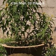 Dinhdao