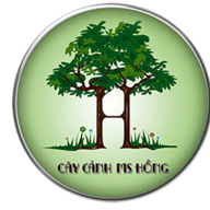 Hongcaycanh