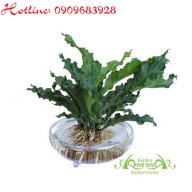 aquagarden