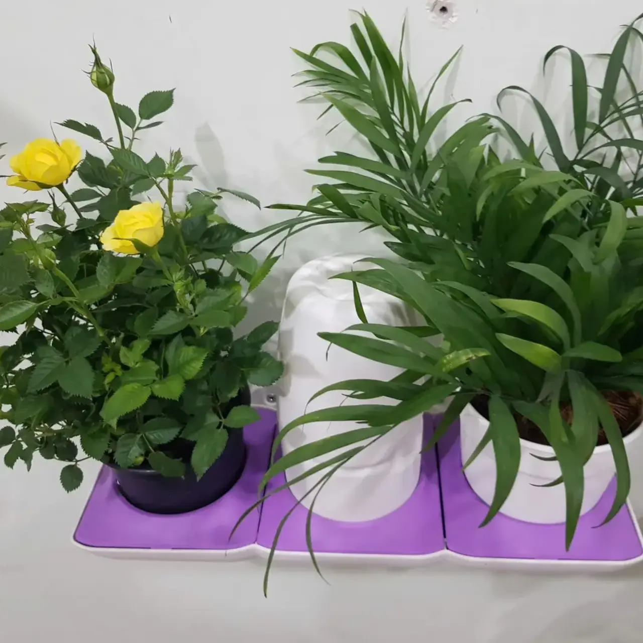 Dịch vụ cho thuê cây cảnh văn phòng tại TP.HCM