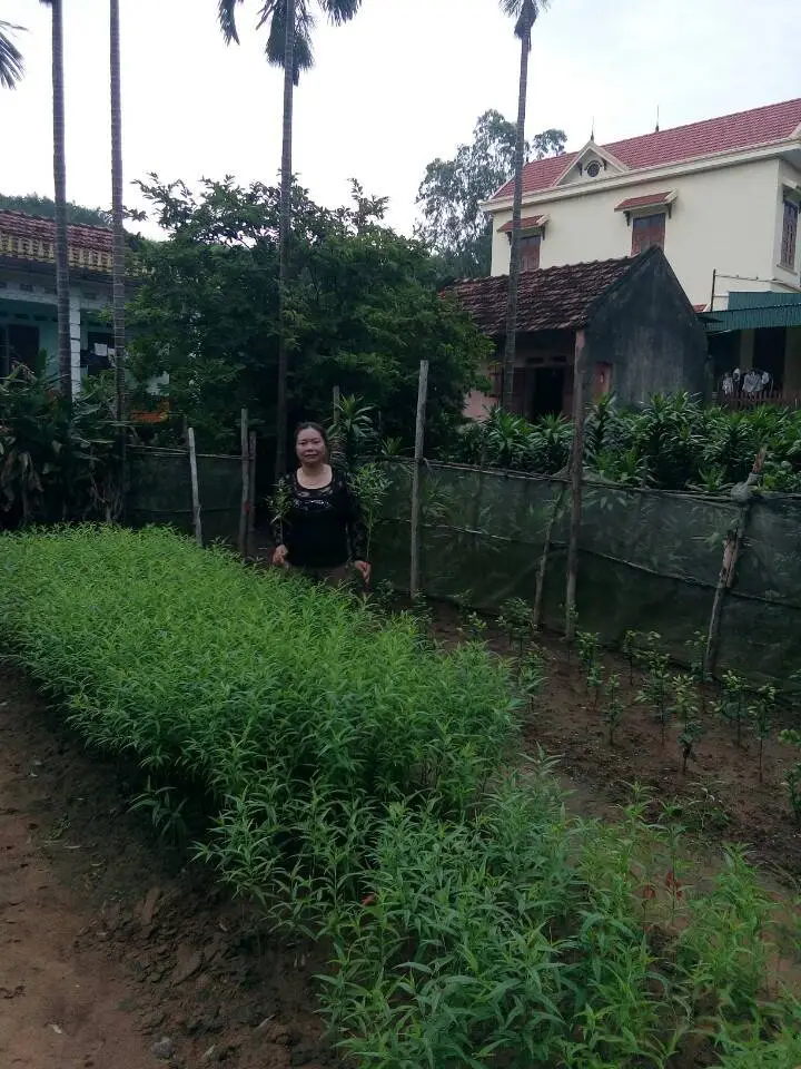 Cây đào -Nhà Bác Tâm