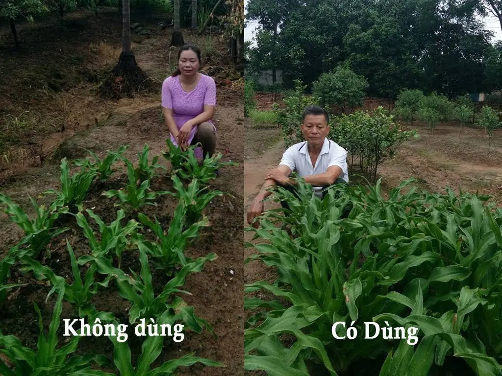 Cây Trinh Nữ Hoàng Cung