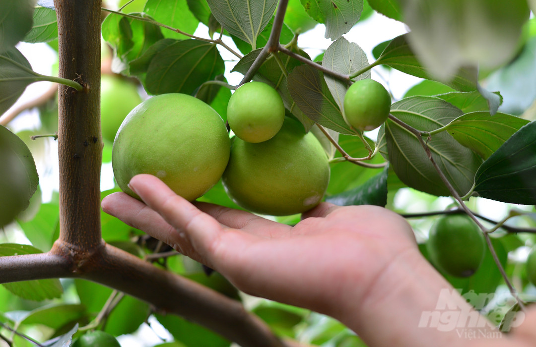 Mục sở thị giống táo bom TN01 'làm mưa, làm gió' ở Ninh Thuận | Viện Khoa học Nông nghiệp Việt Nam