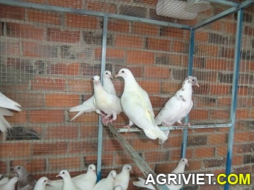 Agriviet.Com-CIMG1616.JPG