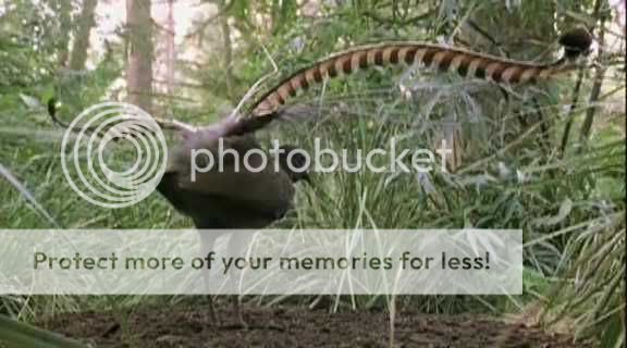 Lyrebird.jpg