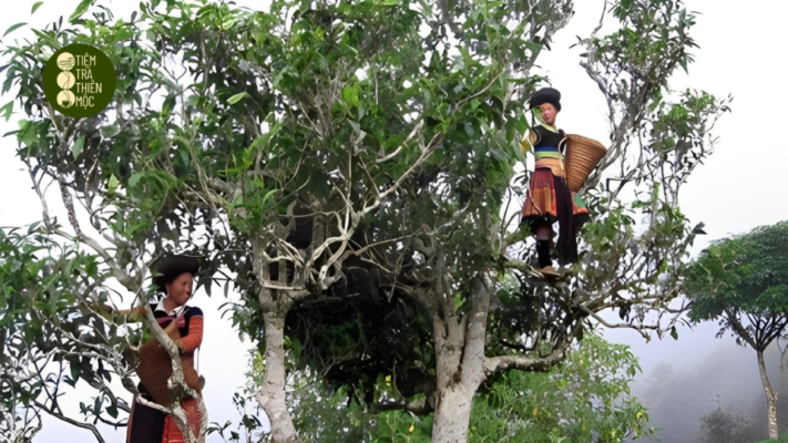 Chè cổ thụ Tà Xùa