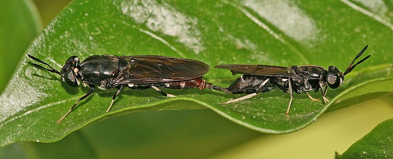 800px-Black_soldier_flies_mating.jpg