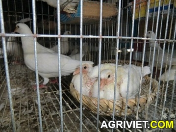 Agriviet.Com-CIMG1619.JPG