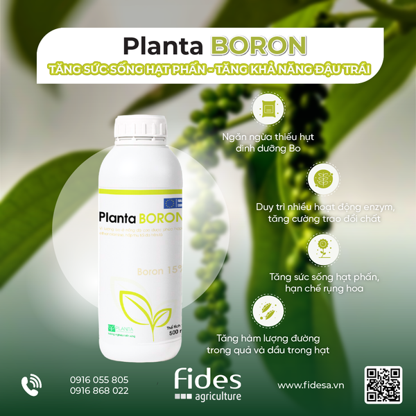 Planta BORON, phân bón lá