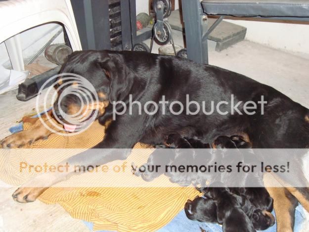 HERMOSOS-CACHORROS-ROTTWEILER-20120809122117_zps8891c6fc.jpg