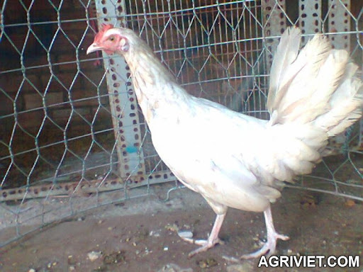 Agriviet.Com-Hi%25CC%2580nh0006.jpg