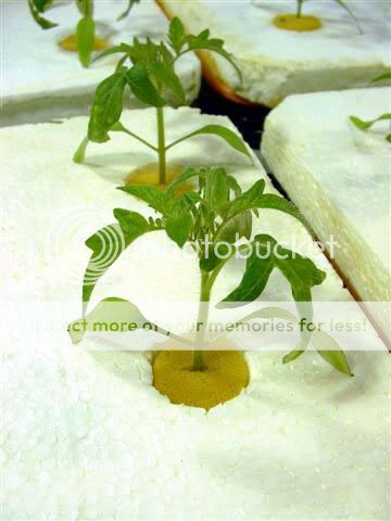 Tomato-Hydroponics.jpg