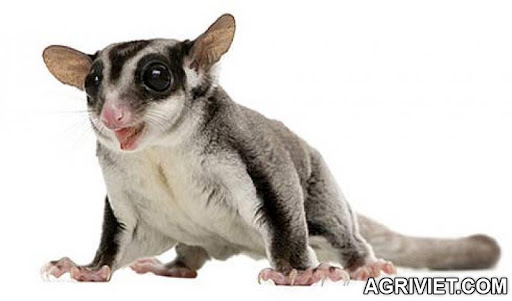 Agriviet.Com-big-eyed-sugar-glider.jpg