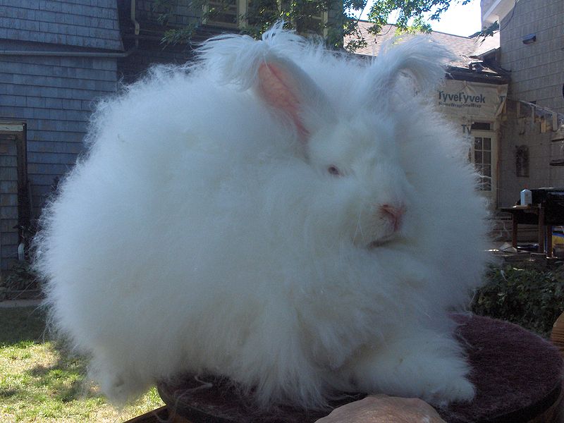 800px-Joey_Giant_Angora_Buck.jpg