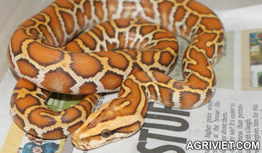 Agriviet.Com-burmese_morph.jpg