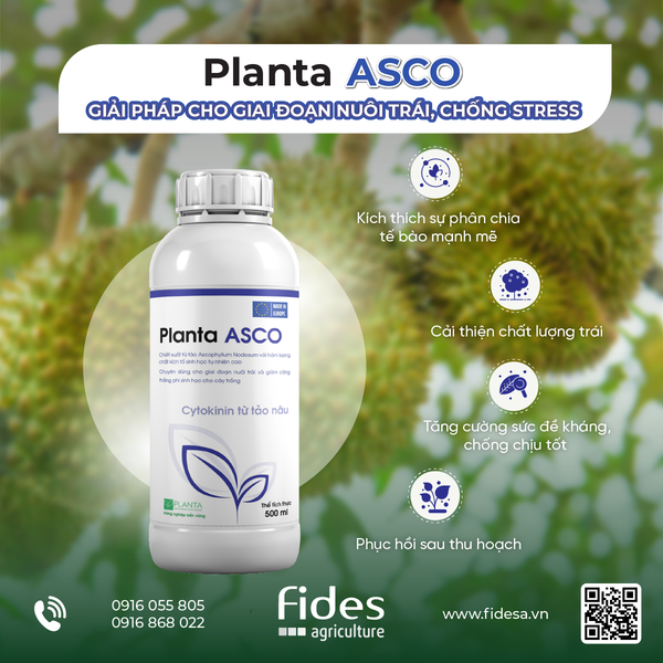 Ascophyllum Nodosum - Planta ASCO - Giải pháp phân bón lá cho giai đoạn nuôi trái, chống stress