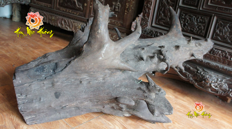 Gốc gỗ mun sừng hàng trăm năm tuổi được tìm thấy trong lòng đất ở Khánh Hòa