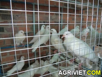 Agriviet.Com-CIMG1614.JPG