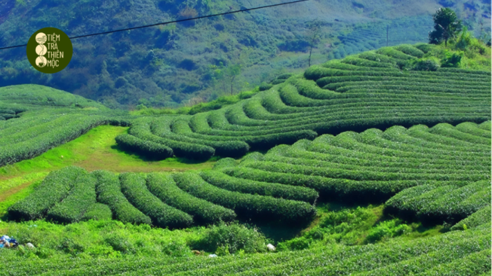 Đồi trà Thái Nguyên