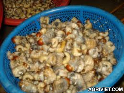 Agriviet.Com-imagesCA6PVEVR.jpg