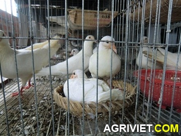 Agriviet.Com-CIMG1631.JPG