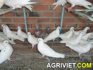 Agriviet.Com-CIMG1618.JPG