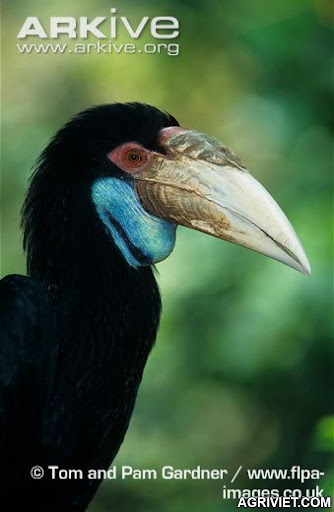 Agriviet.Com-wreathed-hornbill-female-portrait.jpg