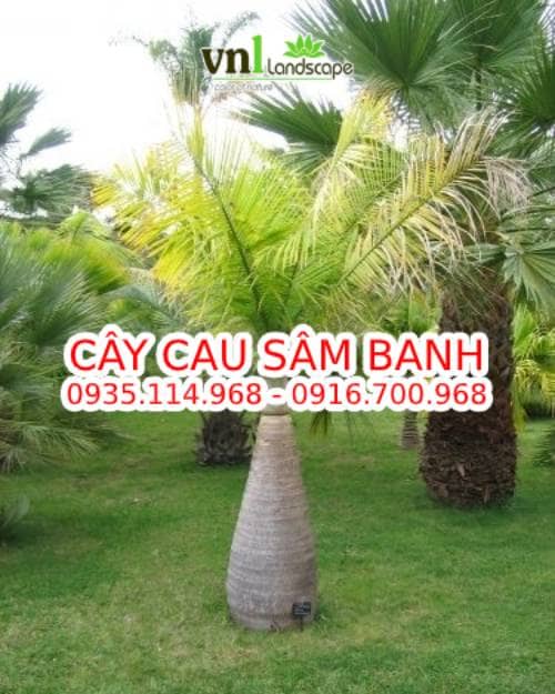 cay-cau-sam-banh-8.jpg