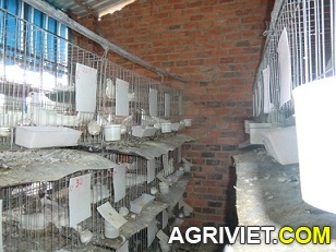 Agriviet.Com-CIMG1625.JPG