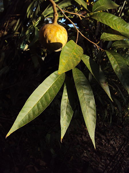 450px-Annona_reticulata_15.JPG