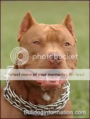 american-pit-bull-terrier-red-nose.jpg