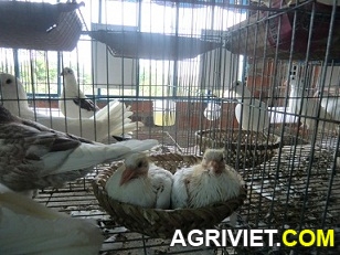 Agriviet.Com-CIMG1629.JPG