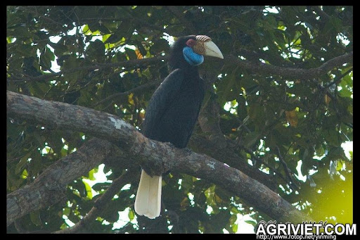 Agriviet.Com-Wreathed_Hornbill.jpg