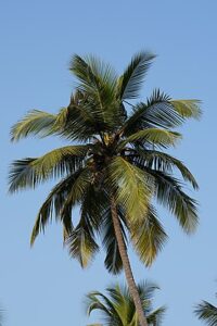 Những vai trò, công dụng và lợi ích của cây dừa đối với con người