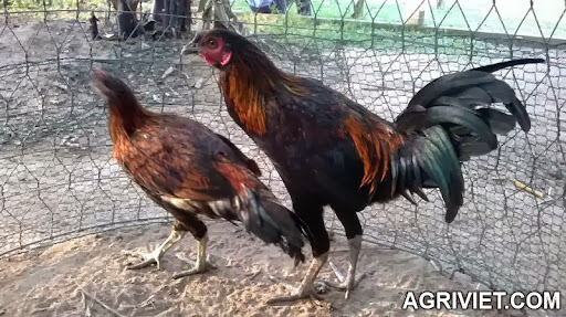 Agriviet.Com-ga_peru_ga_asil.jpg