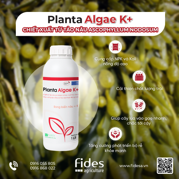 Planta Algae K+, phân bón lá